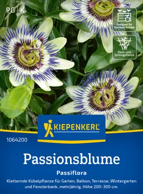 Artikelbild 2 von 'Passionsblume Passiflora' aus der Kategorie Blumensamen
