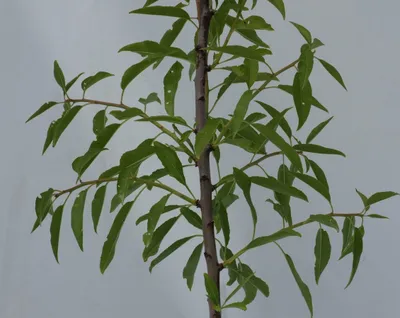 Produktbild von Prunus dulcis 'Texas', Mandelbaum, 5 Liter Topf