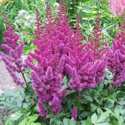 Image de 6 x Spirea paniculée - Astilbe chinensis 'Purpurkerze' | Pot de 9 cm x 9 cm
