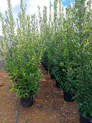 Obrázok produktu pre Vavrín pravý (Laurus nobilis) XXXL - 250 cm - Obrovský vavrín do záhrady a vane - Odolný a vždyzelený