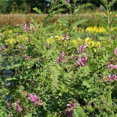 Produktbild von Indigofera potaninii - Potanins Indigostrauch 60-80