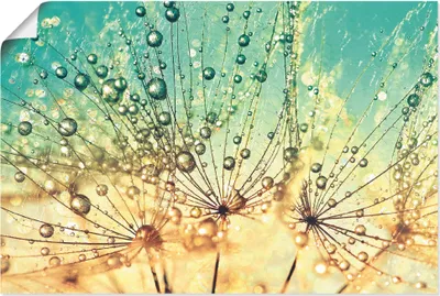 Produktbild von ARTland Poster Pusteblume Tropfenmagie Größe: 30x20 cm