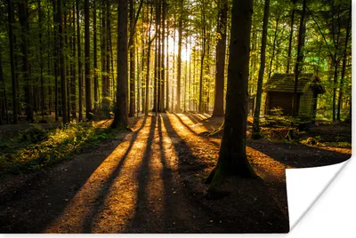 Produktbild von MuchoWow® Poster Sonne - Bäume - Wald - Landschaft - Natur 120x80 cm - Bilder