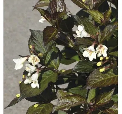 Produktbild von Weigelie FloraSelf Weigela florida 'Ebony and Ivory' H 50-60 cm Co 6 L