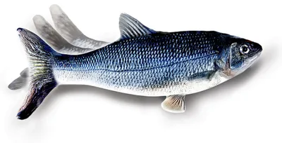 Productafbeelding van Flippity Fish – Kattenspeeltje