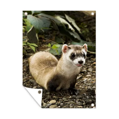 Obrázok produktu pre MuchoWow® Vonkajší plagát - Záhradná dekorácia ochrana súkromia - Záhradné plagáty pre záhradu - Lasica - Zviera - Listy - 120x90x0.2cm