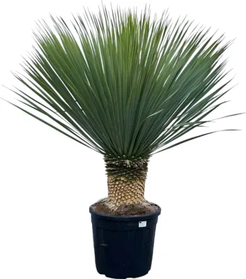 Produktbild von Trendyplants - Yucca Rostrata - Modrá pečená juka - Odolná - Výška 90-110 cm - Velikost květináče Ø38cm