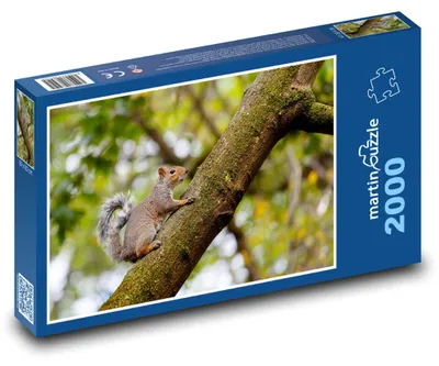 Obrázek produktu pro Puzzle 2000 Veverka na stromě - martinpuzzle
