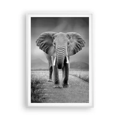 Produktbild von Gerahmtes Poster - Weißer Rahmen - Elefant Wildnis Natur - 70x100 cm - Wand Bild - Wanddeko - Wandbilder - Kunstposter - Wandposter - Bilderrahmen - Bilder - Kunstdruck - P2WPA70x100-4966