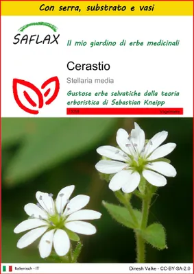 Immagine prodotto di SAFLAX Insieme di coltivazione - Cerastio - 1000 semi - Stellaria