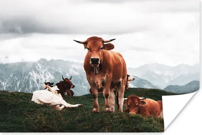 Produktbild von MuchoWow® Poster Tiere - Kuh - Berg 180x120 cm - Fotoplakat