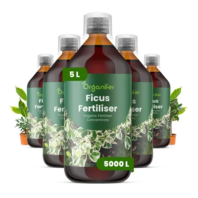 Produktbild von Ficus Flüssigdünger 5x1L – 2-1-8 NPK – Flüssigdünger Für Grünpflanzen – Für Blätter & Kräftiges Wachstum – Fördert Wurzeln & Vitalität – Organifer