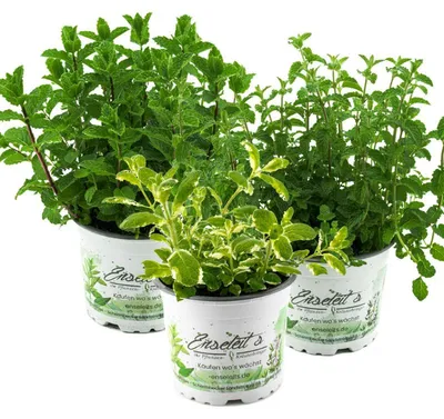 Produktbild von Enseleits Kräuter-Set Minze - Marokkanische Minze, Ananasminze & Erdbeerminze