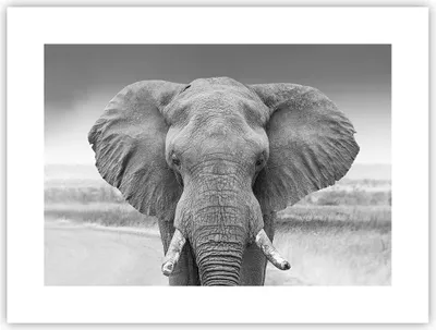 Produktbild von Poster - Poster ohne Rahmen - Elefant Afrika Tier - 40x30 cm - Wand Bild - Wanddeko - Wandbilder - Kunstposter - Wandposter - Bilder - Kunstdruck - Wanddekoration - Wandbild - P2XAA40x30-5072