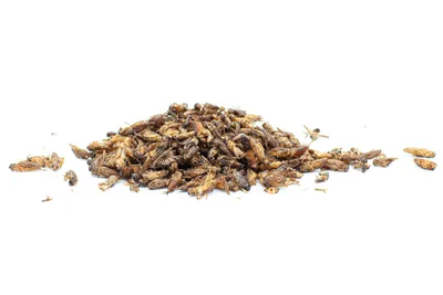 Produktbild von WachtelGlück® Heimchen Wachtelfutter 200 gr.