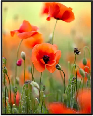 Produktbild von Wallario Wandbild Mohnblumenblüten, Größe: 40,30 x 50,30 cm, Poster mit schwarzem Aluminiumrahmen