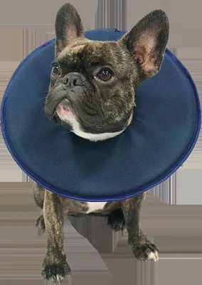 Produktbild von Vetlando Leckschutzkragen für Hund und Katze Größe XXL