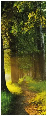 Produktbild von Wallario Wandbild aus Acryl, 200 x 80 cm, freischwebende Optik - Allee bei Sonnenuntergang