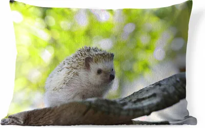 Produktbild von MuchoWow® Outdoor Kissen - Kleiner Igel im Baum - 50x30 cm - Wetterfest - Lounge Kissen - Sofa kissen - Wohnzimmer Dekoration