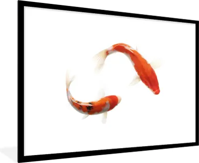 Produktbild von MuchoWow® Gerahmtes Poster Koi-Karpfen vor einem weißen Hintergrund 90x60 cm - Poster mit Schwarzem Bilderrahmen Wandposter Rahmen Foto Bilder - Wanddekoration - Fotos