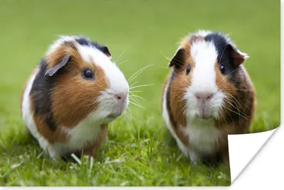 Produktbild von MuchoWow® Poster Zwei Meerschweinchen 180x120 cm - Fotoplakat