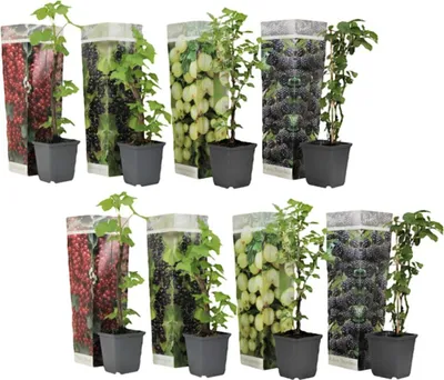 A collection of potted berry plants with decorative sleeves showing images of the berries.