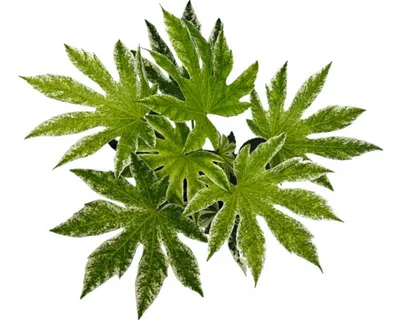 Obrázek produktu pro Prodara japonská FloraSelf Fatsia japonica 'Spiderweb' výška 40-50 cm květináč 2 l