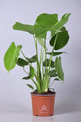 Zdjęcie produktu dla Monstera Deliciosa - pyszna monstera - srednica 17cm, wysokosc 60cm - roslina