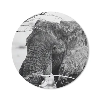 Produktbild von MuchoWow® Mauspad Mousepad Elefant - Tiere - Äste - Natur - Schwarz und weiß 20x20 cm - Mousepads - Maus Mat - Pad - Mausunterlage - Schreibtischmatte