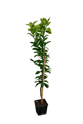 Produktbild von Zitronenbaum 'Interdonato' 100–140 cm inkl. Topf – Echter Zitronenbaum für Balkon, Terrasse & Wintergarten – mediterrane Kübelpflanze