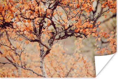 Produktbild von MuchoWow® Poster Herbst - Äste - Blätter 30x20 cm - Plakate - Print