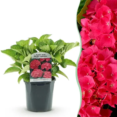 Produktbild von GreenboutiQ - Hortensie - Hydrangea macrophylla Rot - Blüte Rot - 1 Pflanze - Laubabwerfend - Wenig Pflege - Topf 17cm Höhe 30cm