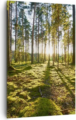 Produktbild von Bild auf Leinwand - Leinwandbild - Einteilig - Wald Baum Natur - 80x120cm - Wand Bild - Wanddeko - Wandbilder - Leinwanddruck - Kunstdruck - Wanddekoration - Leinwand bilder - Wandbild - PA80x120-3724