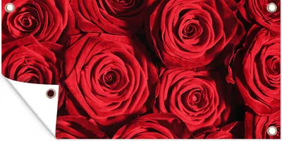 Produktbild von MuchoWow® 160x80 cm Outdoor-Poster Gartendeko Sichtschutz Garten Poster für den Garten  Rosen - Rose - Rot