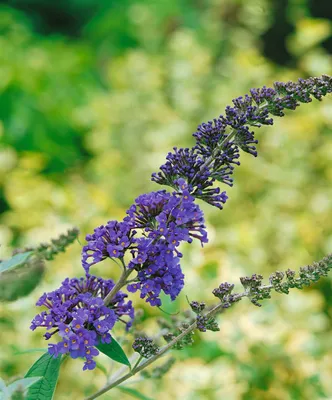 Zdjęcie produktu dla Buddleja davidii 'Ellen's Blue', krzew motylkowy, niebieski, 40-60 cm