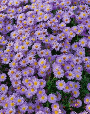 Produktbild von Aster dumosus 'Herbstpurzel', Kissen-Aster, purpur, ca. 9x9 cm Topf