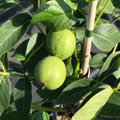 Close-up of two green walnuts on a tree branch with green leaves.