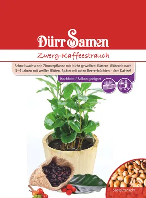 Produktbild von Dürr-Samen - Zwerg-Kaffeestrauch - Saatgut - 4377