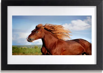 Produktbild von Bild 30x20 MDF-Rahmen Wandkunst Pferd Tiere