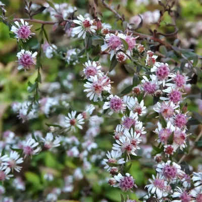 Obrázok produktu pre 6 x Astry "Lady In Black" (Aster lateriflorus) | Kvetináč 9x9 cm