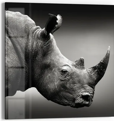 Produktbild von DEQORI Glasbild Echtglas 50x50 cm 'Nashorn im Profil' Wandbild Bild modern Deko