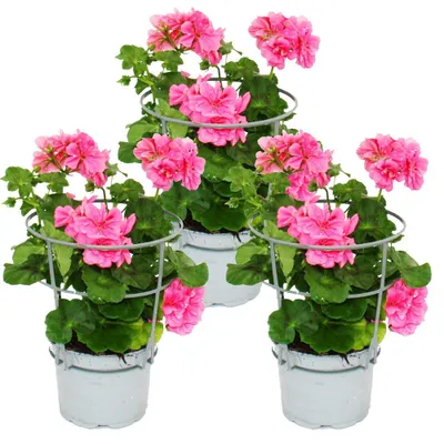 Image de Géraniums retombants - Pelargonium peltatum - Pot de 12 cm - Lot de 3 plantes - rose