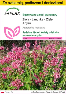Zdjęcie produktu dla SAFLAX - Zestaw do uprawy - Zioła - Limonka - Ziele Anyżu - 50 Nasiona - Z mini szklarnią, podłożem uprawowym i 2 doniczkami - Agastache mexicana