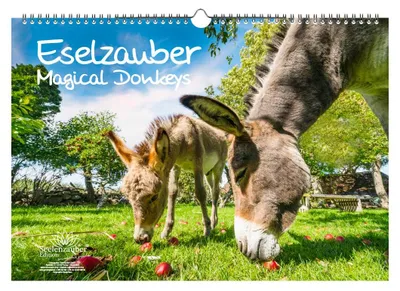 Produktbild von Eselzauber DIN A3 Immerwährender Kalender Esel - Seelenzauber