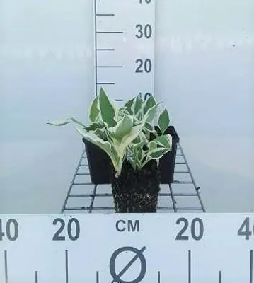 Obrázok produktu pre 6 x Hosta hybr. 'Patriot' - Hosta - kvetináč 9 x 9 cm x 9 cm
