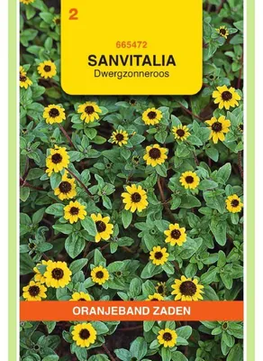 Imagen del producto de Oranjeband Sanvitalia procumbens Amarillo - 1 paquete de semillas