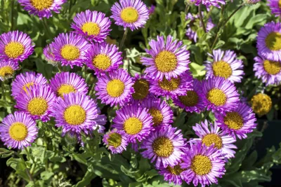 Produktbild von Strand-Berufkraut Sea Breeze, im Topf - Erigeron glaucus, immergrün