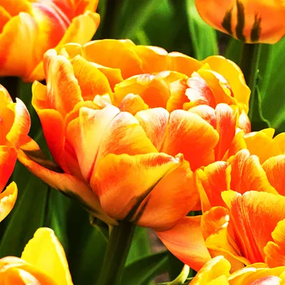 Obrázok produktu pre Tulipány Cibuľky Cibuľky Kvety Dvojitý tulipán Foxy Foxtrot 5 ks.