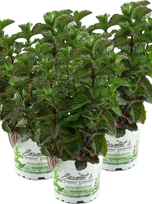 Produktbild von Enseleits 3er Set Grapefruit-Minze, Minze Pflanze, Winterhart (Mentha suaveolens x piperita)