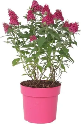 Produktbild von Schmetterlingsfliedern - Buddleja davidii 'Candy' - Höhe 30-40cm - ⌀19cm